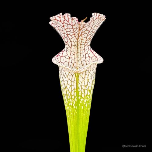 6UVHuRXpobgnmbsZNKec.jpg 6UVHuRXpobgnmbsZNKec.jpg