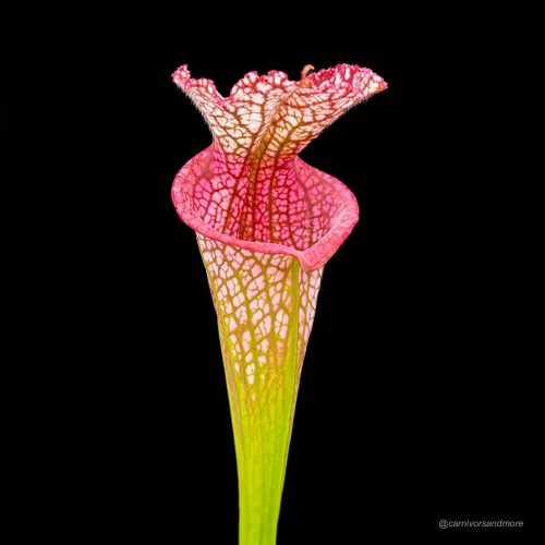 6tqoay6TPGf3vFHHRtuR.jpg 6tqoay6TPGf3vFHHRtuR.jpg