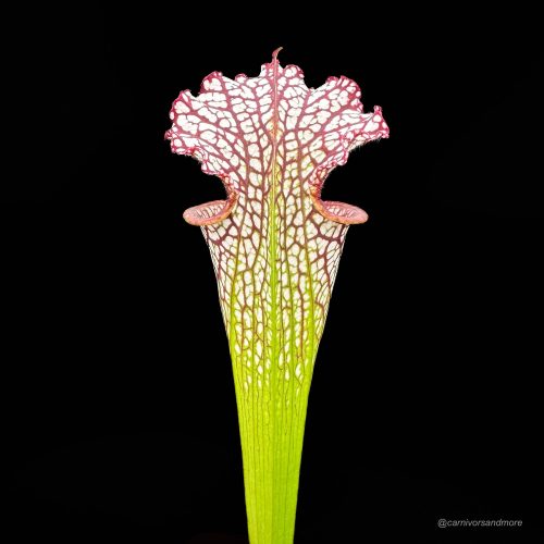 70NW5OlVMnZj6rbyQgMb.jpg 70NW5OlVMnZj6rbyQgMb.jpg