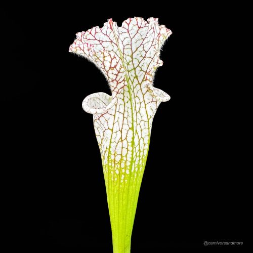 718OtZjGLZIbjs5XlBjh.jpg 718OtZjGLZIbjs5XlBjh.jpg