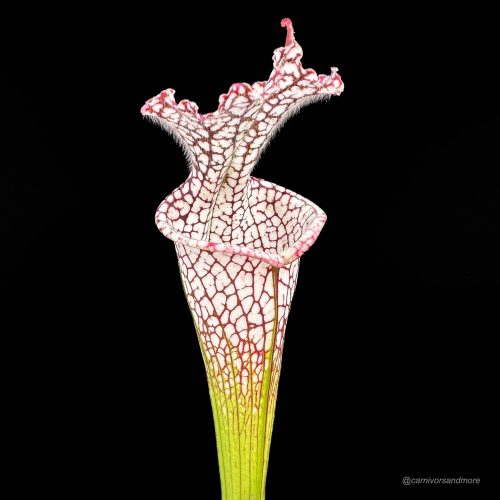 7c28DsGAujWWNXror7QF.jpg 7c28DsGAujWWNXror7QF.jpg