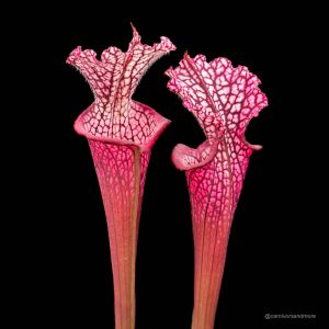 Sarracenia leucophylla "Redneck", ex Dr. K�nig, Germany