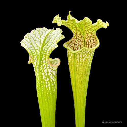 98MwufymBOcFO7bMILPs.jpg 98MwufymBOcFO7bMILPs.jpg