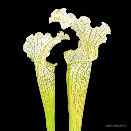 990vQQTtKP9aln6d33HA.jpg 990vQQTtKP9aln6d33HA.jpg