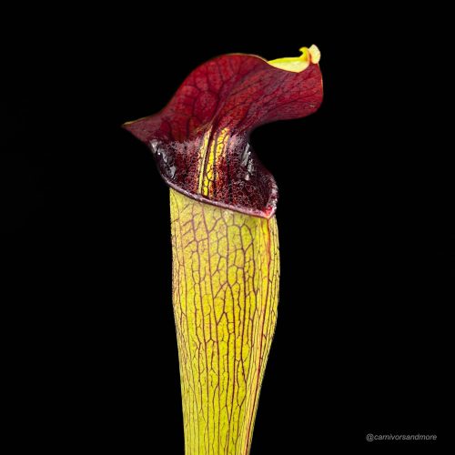 CNSOQisIxcIqeGbrtsWd.jpg CNSOQisIxcIqeGbrtsWd.jpg