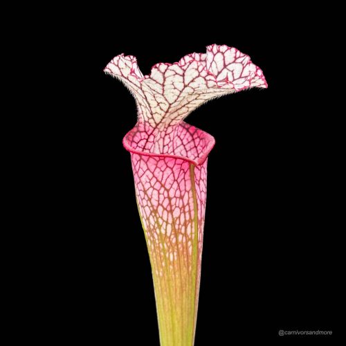 CgMeWdFgo0npGqV7SrjN.jpg CgMeWdFgo0npGqV7SrjN.jpg