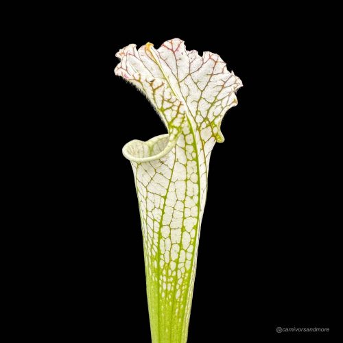 ChWwCYjwR401aWnxAyT0.jpg ChWwCYjwR401aWnxAyT0.jpg