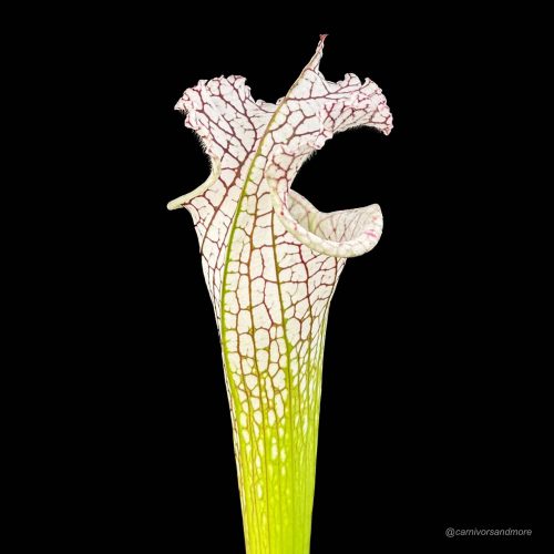 DCO9vVdgO4z9wO1j2VN8.jpg DCO9vVdgO4z9wO1j2VN8.jpg