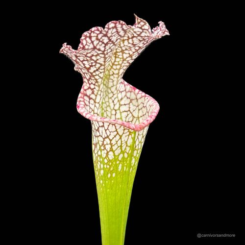 DDEtVC9MZ7p00ntLeNB8.jpg DDEtVC9MZ7p00ntLeNB8.jpg