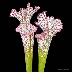 Sarracenia leucophylla "Pink and Purple Pitcher", ex Cedric Azais
