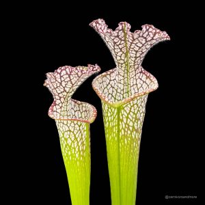Sarracenia leucophylla "10/2 SL Blackwater State Forest"