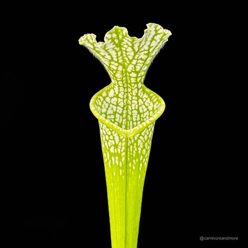 FqqlnW9cvaDlYEcY4RRY.jpg FqqlnW9cvaDlYEcY4RRY.jpg