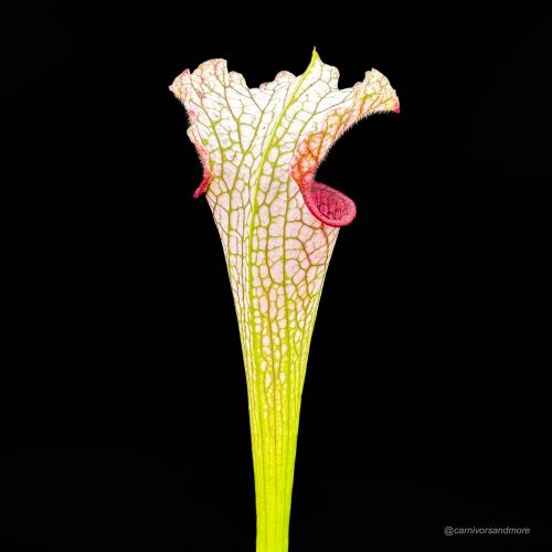 FtJnFGSpWY3vlLSyKToi.jpg FtJnFGSpWY3vlLSyKToi.jpg