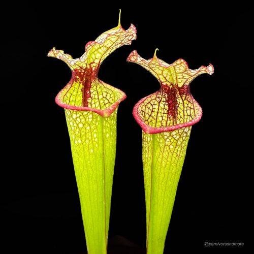 H97Fnkhn65MMw5tQYgX4.jpg H97Fnkhn65MMw5tQYgX4.jpg