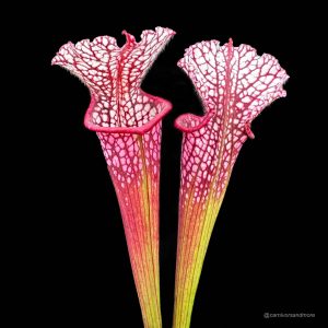 Sarracenia leucophylla "Red SL 1"
