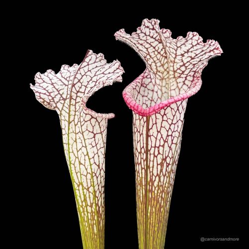 IEpAy3ig5y12Mvlvn08N.jpg IEpAy3ig5y12Mvlvn08N.jpg