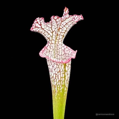 IVaQCghsgIHmpxl5X1dm.jpg IVaQCghsgIHmpxl5X1dm.jpg