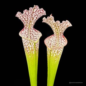 Sarracenia leucophylla MK L 19, near Altha FL (Giant form)