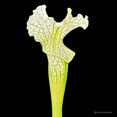 IldVOL5TMzM2OtMIOVN5.jpg IldVOL5TMzM2OtMIOVN5.jpg