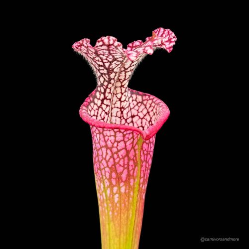 Ix6NJGjesN9M6c1IAu2k.jpg Ix6NJGjesN9M6c1IAu2k.jpg