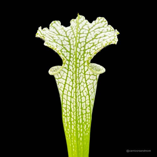 JRQhK8sWyCTx5gKuCzl5.jpg JRQhK8sWyCTx5gKuCzl5.jpg