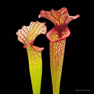 Sarracenia x John David King, 40 cm +�