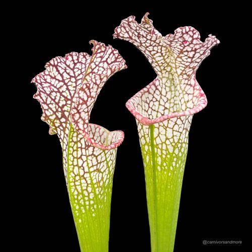 K7T0ATT0TNRNSZh941Sc.jpg K7T0ATT0TNRNSZh941Sc.jpg