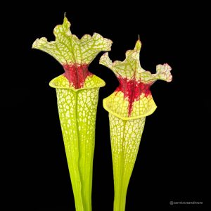 Sarracenia x "Wilkerson White Knight"