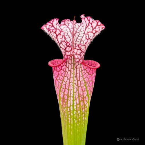 KnaAEPaauXIZNDNhsQQs.jpg KnaAEPaauXIZNDNhsQQs.jpg