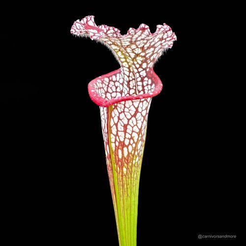 LfrZaySk5wcNXPgG14in.jpg LfrZaySk5wcNXPgG14in.jpg