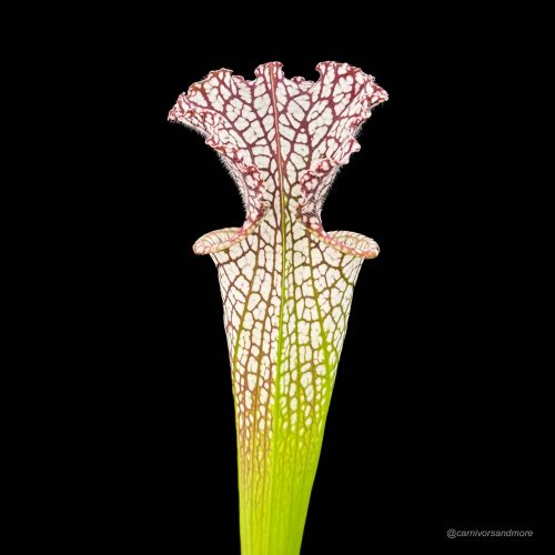 LnxDXIaNevPfUKZo262v.jpg LnxDXIaNevPfUKZo262v.jpg