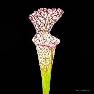 Sarracenia leucophylla "Red", MK L 29