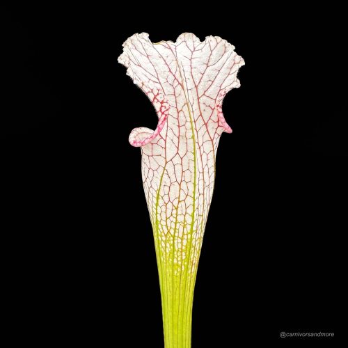 MMhJ8GhGpilHpWqc7jWH.jpg MMhJ8GhGpilHpWqc7jWH.jpg