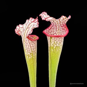 Sarracenia leucophylla "Pubescent, completely covered with white hairs"