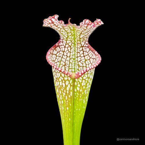 O9D5VB2ZSFJ3BKbLIyl2.jpg O9D5VB2ZSFJ3BKbLIyl2.jpg