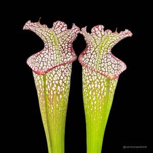 Sarracenia leucophylla "Tarnock"