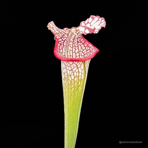 RZxeM3ZJSFrLWE9CYjHZ.jpg RZxeM3ZJSFrLWE9CYjHZ.jpg