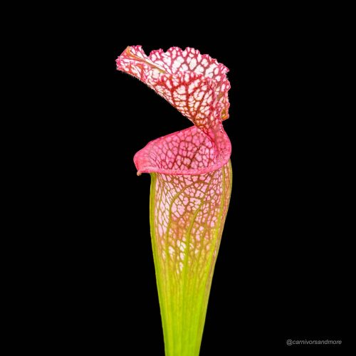 SBJXroPGDEihBb9p4rzo.jpg SBJXroPGDEihBb9p4rzo.jpg