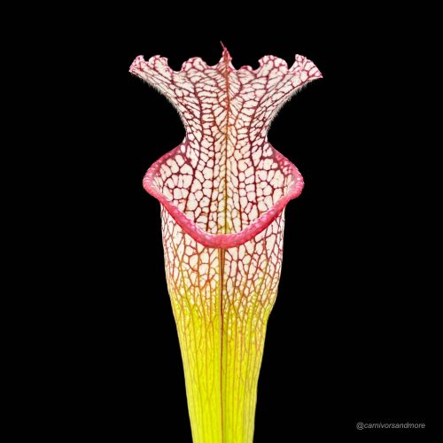 SyTtltB8WU0dnTBN0iCv.jpg SyTtltB8WU0dnTBN0iCv.jpg