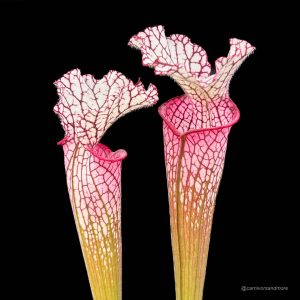 Sarracenia leucophylla "Red/Pink tube", Perdido Alabama, MK L 49b