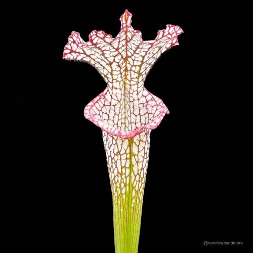 T8cf8gysOxEaXZ1cci1O.jpg T8cf8gysOxEaXZ1cci1O.jpg