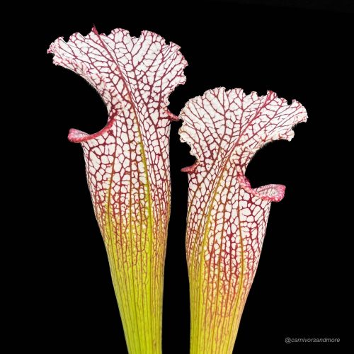 TLhT6vyasVMMk6MhzVdY.jpg TLhT6vyasVMMk6MhzVdY.jpg