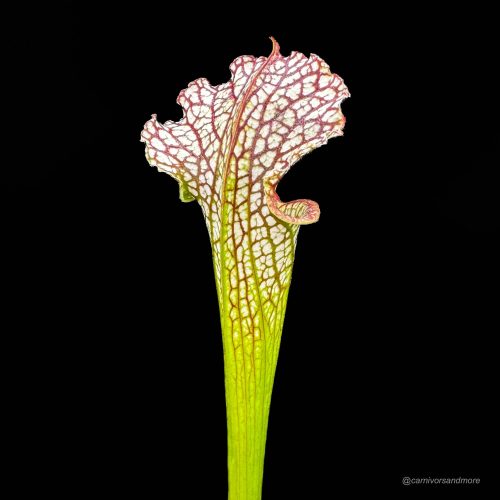 Vgipoqts8lya9hBKQiwz.jpg Vgipoqts8lya9hBKQiwz.jpg