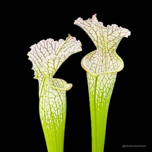 Sarracenia leucophylla "Short stocky pitchers" L 7