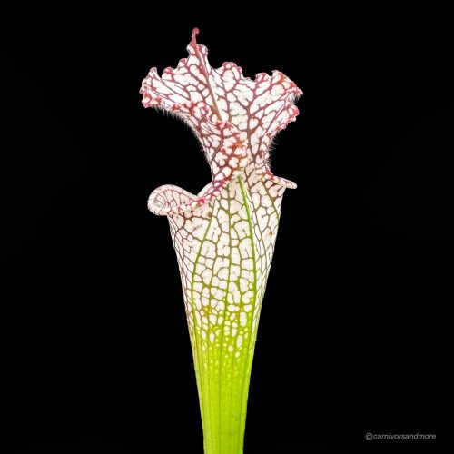 W67SNKO2ypuFIDhQfrOp.jpg W67SNKO2ypuFIDhQfrOp.jpg