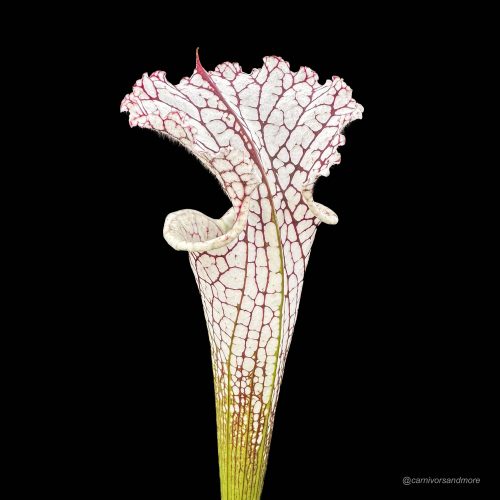 WC90fFo9P0xwR8R7V79g.jpg WC90fFo9P0xwR8R7V79g.jpg