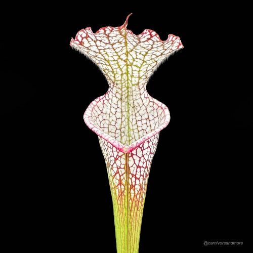 WIJv3lHrmbw4B7CKp3uz.jpg WIJv3lHrmbw4B7CKp3uz.jpg