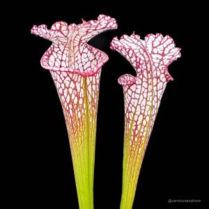 Sarracenia leucophylla #7, Splinter Hills, selected clone, from wild seed