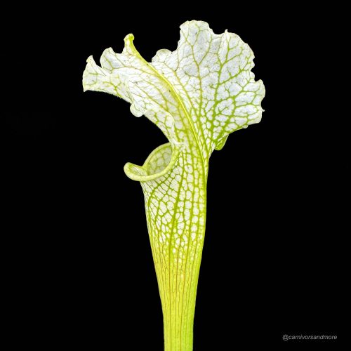 Wk4B94PEDKx2ipot2uGI.jpg Wk4B94PEDKx2ipot2uGI.jpg