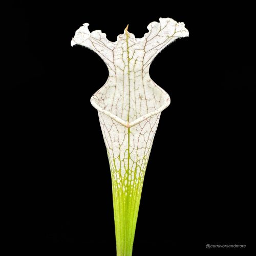 WkzVrlXiS5wuzuiNTzVC.jpg WkzVrlXiS5wuzuiNTzVC.jpg